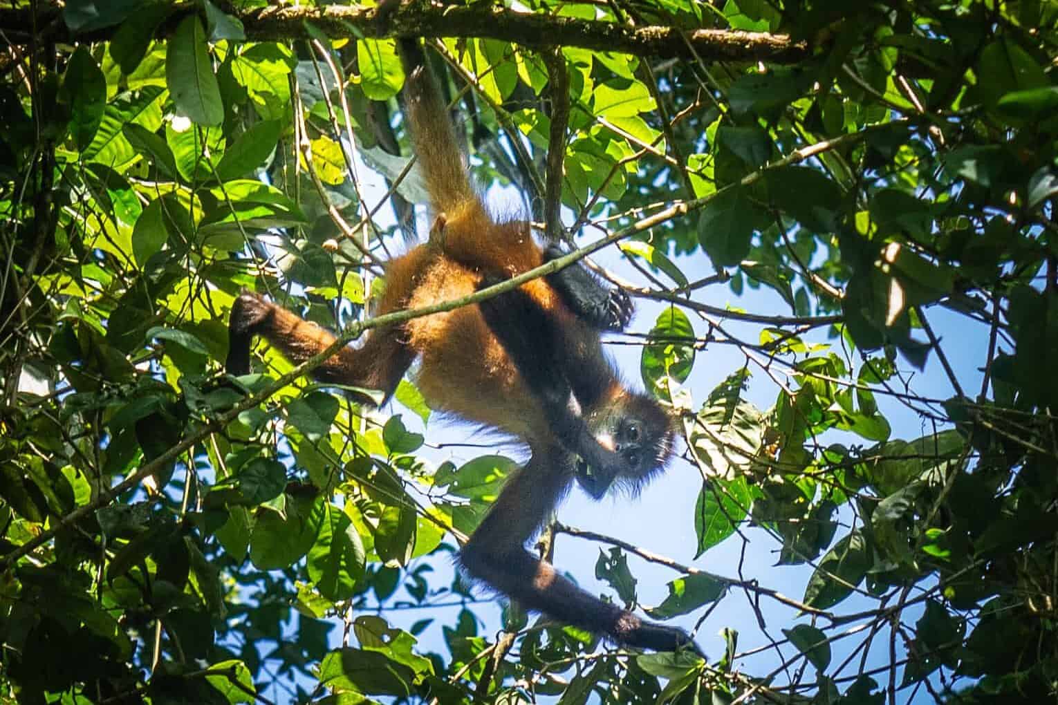 Singe araignée Tortuguero
