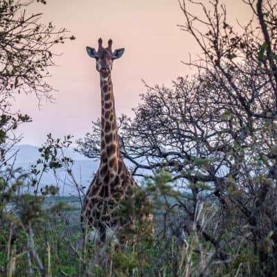 Itinéraire 3 semaines Afrique du Sud