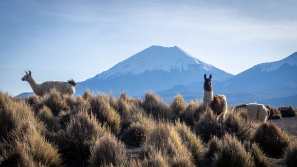 Parc National Sajama Bolivie