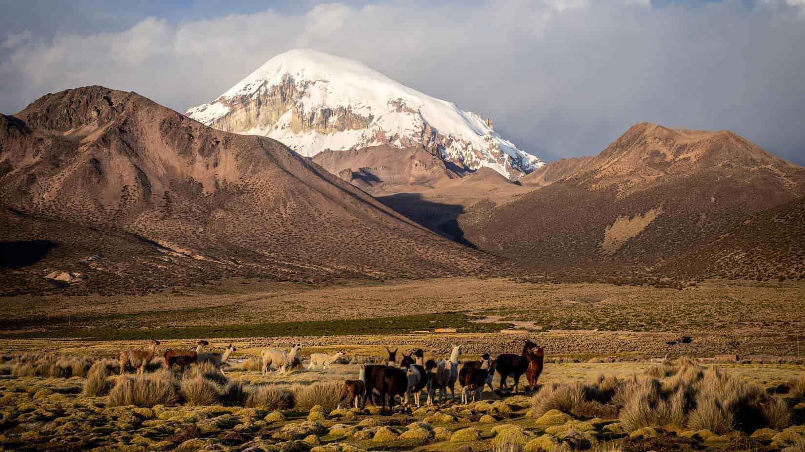 Le Parc Sajama, ses volcans et ses randonnées