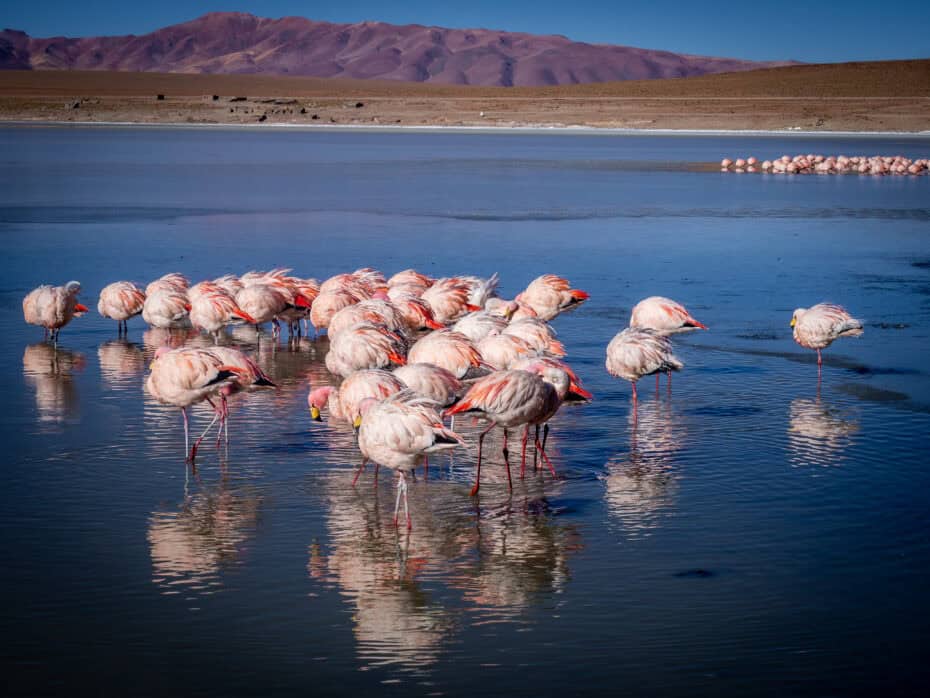 Flamants roses sud lipez