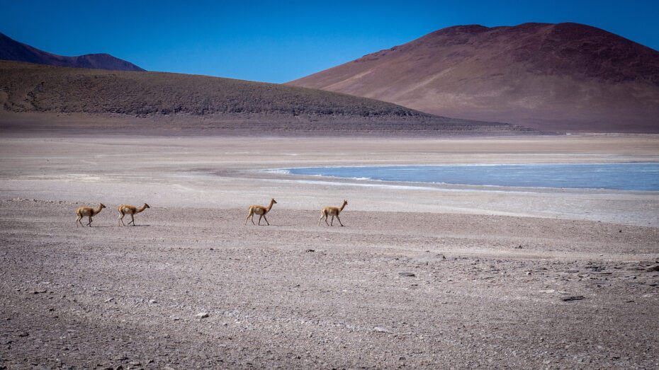 Vigognes Sud Lipez Bolivie