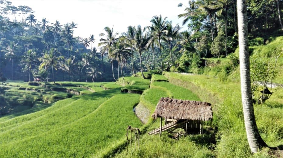 Ubud et ses rizières