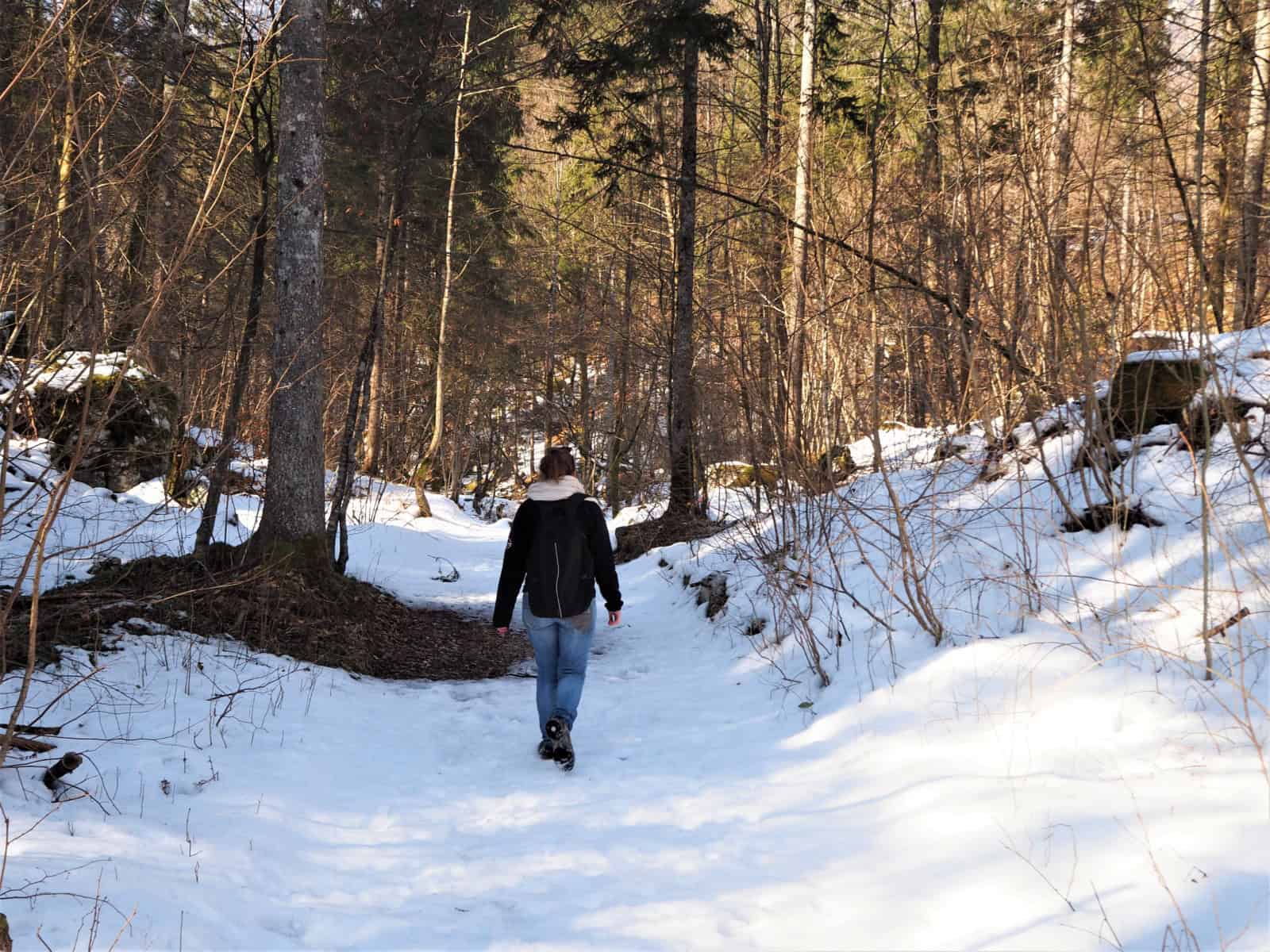 randonnée en foret, l'hiver