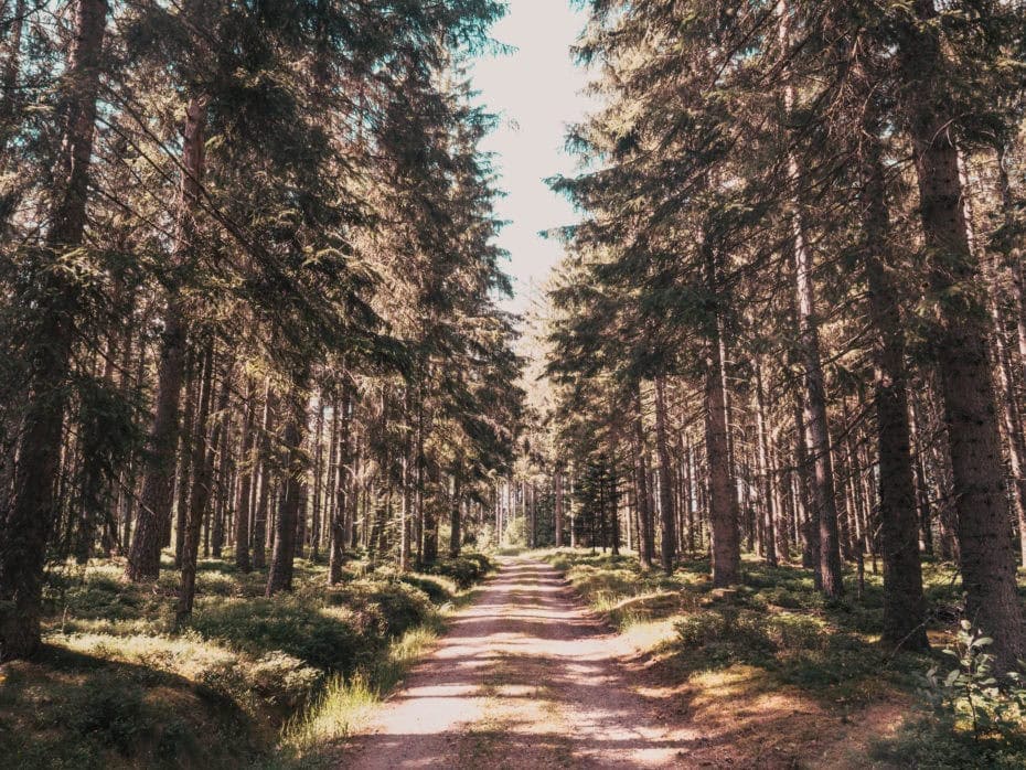 sentier Forêt-noire