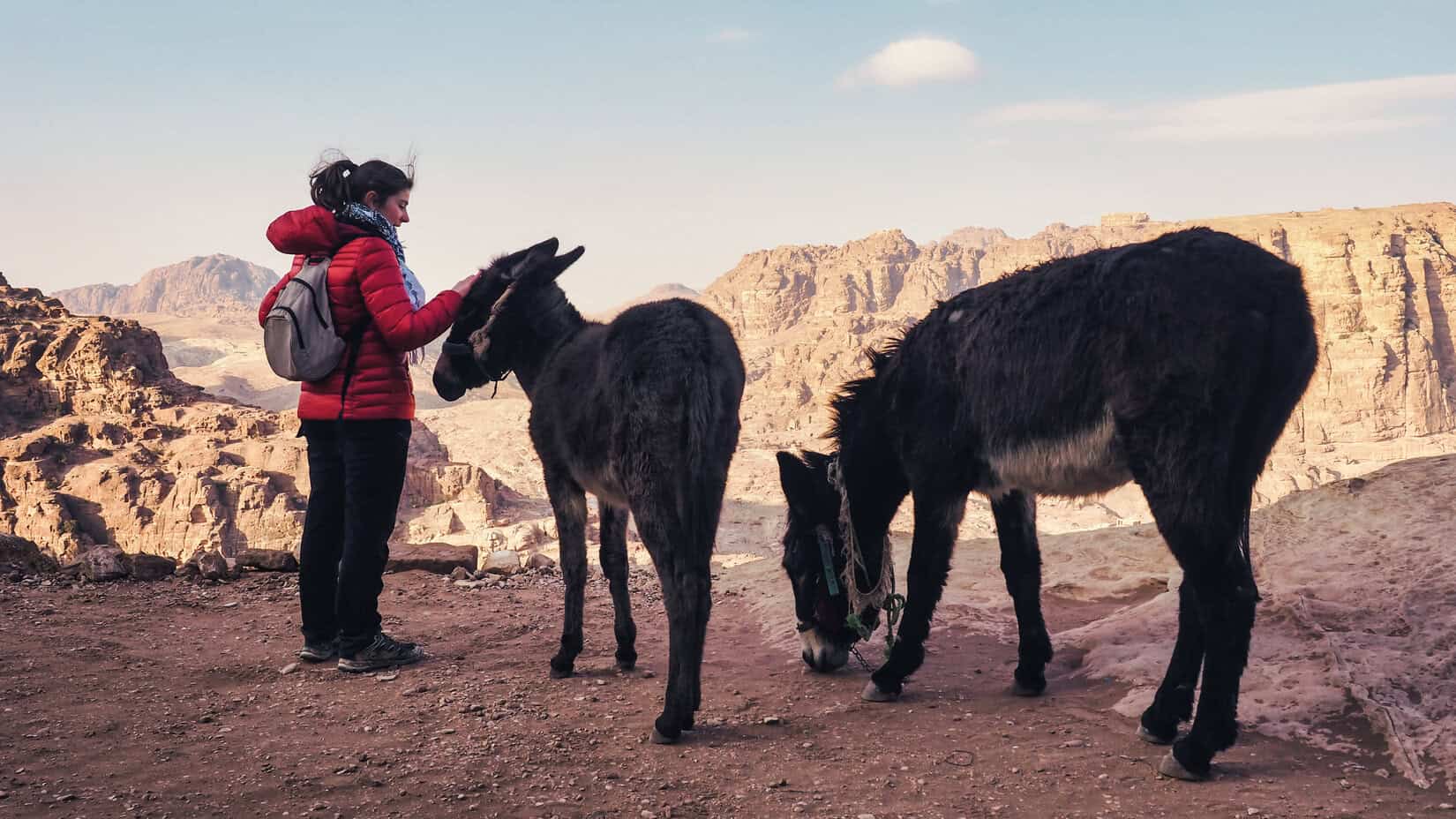 animaux Petra âne