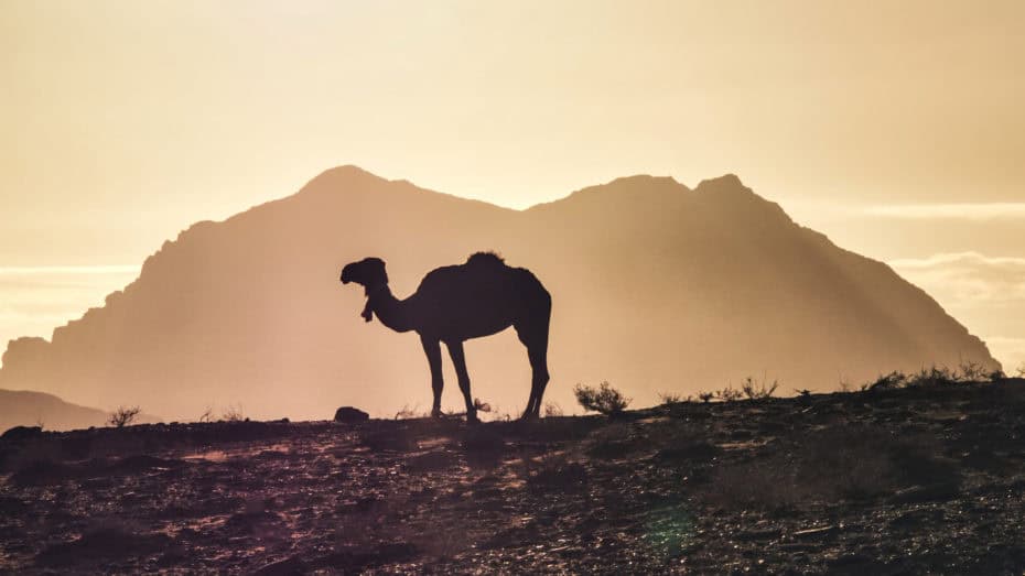 Wadi Rum Chameau Jordanie
