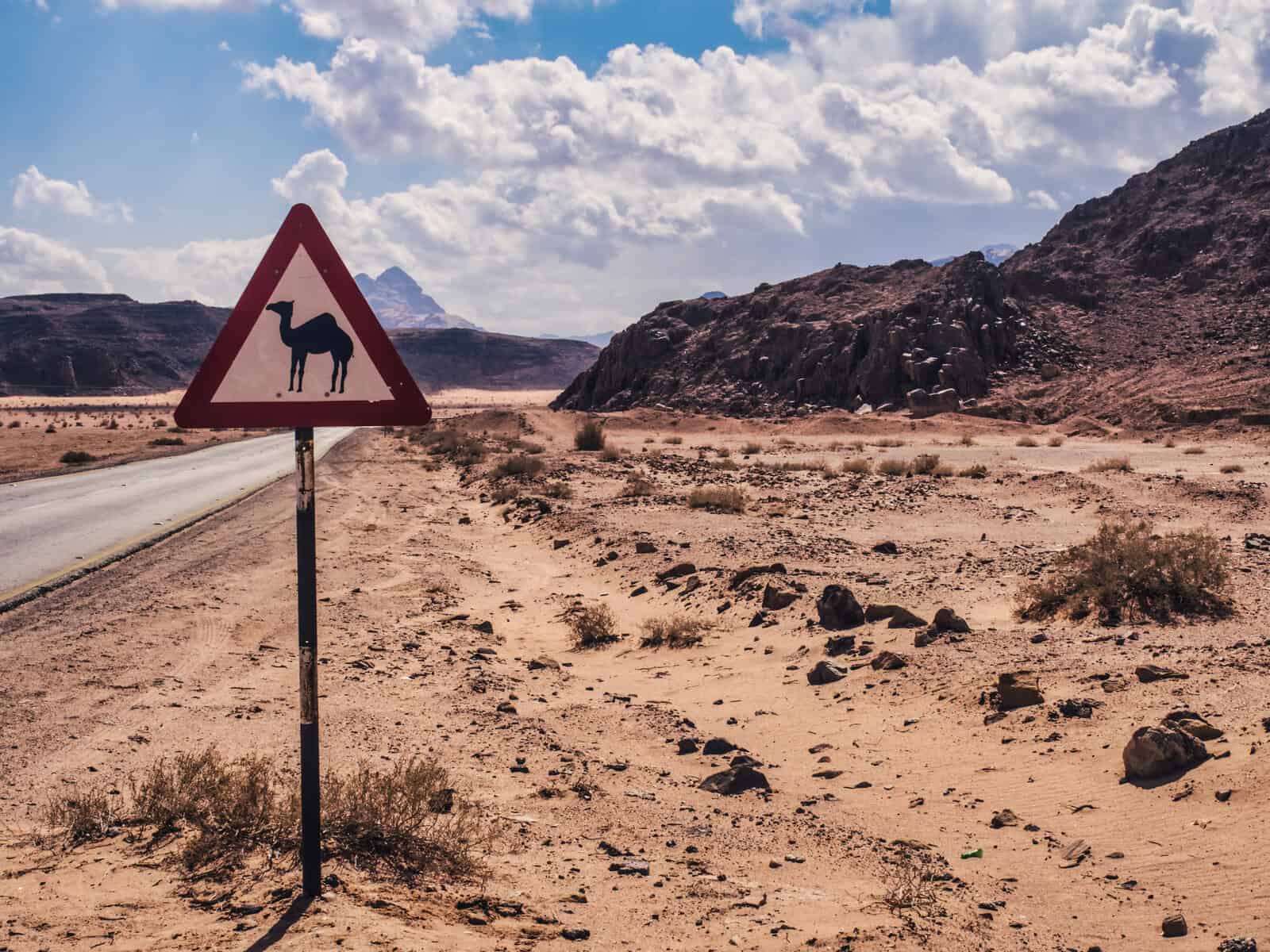 Panneau Chameau Jordanie