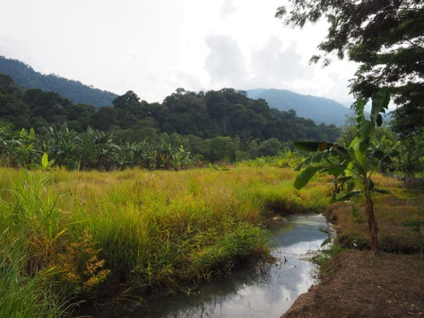 Ketambe jungle indonésie Sumatra
