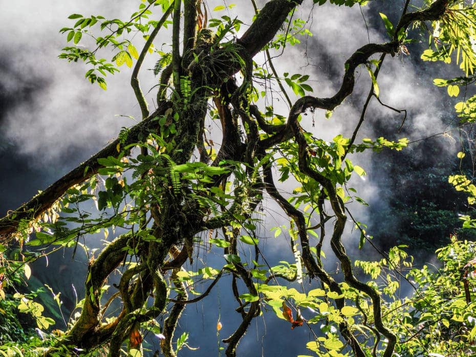 jungle indonésie Ketambe jungle Sumatra