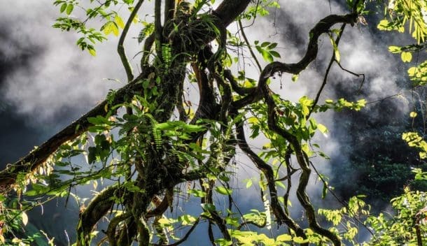jungle et sources chaudes