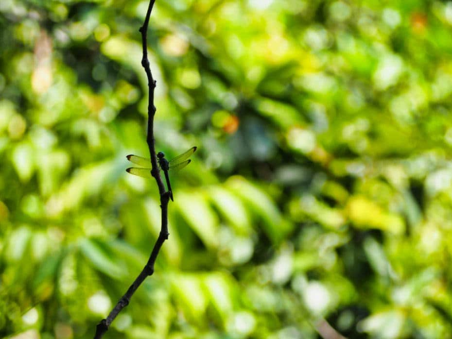 jungle indonésie insecte
