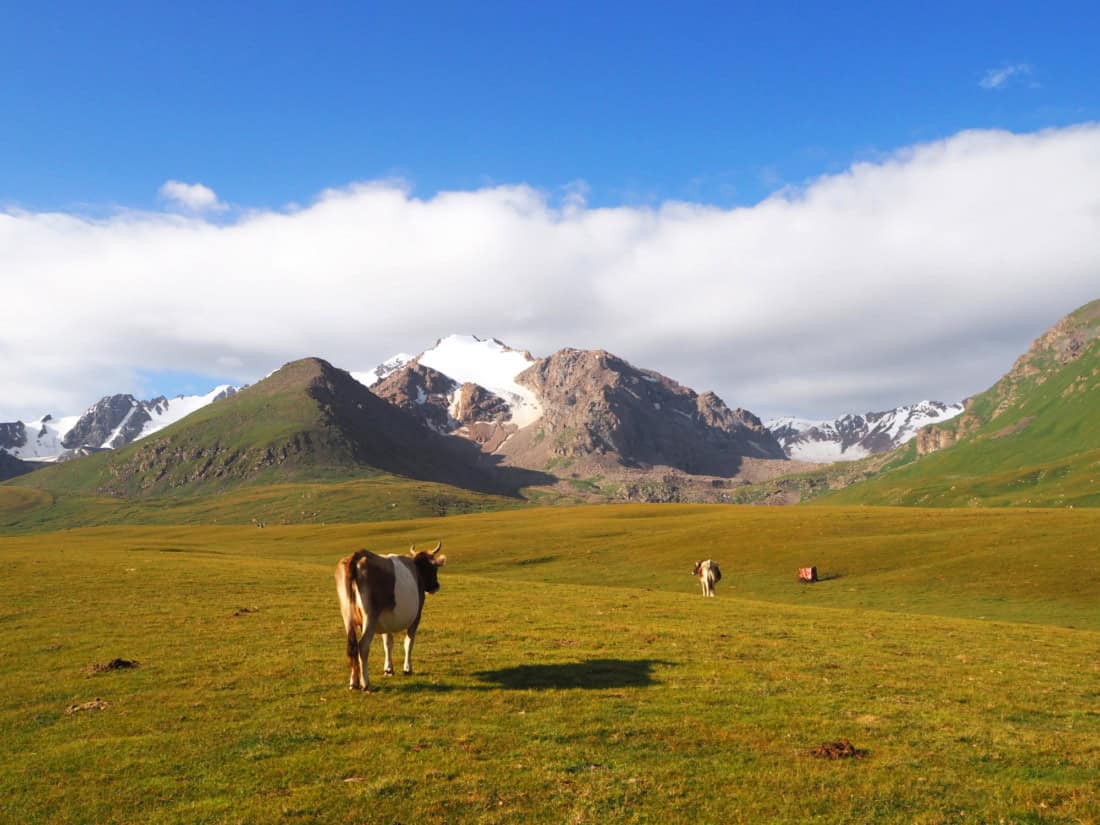 Vaches kirghizes