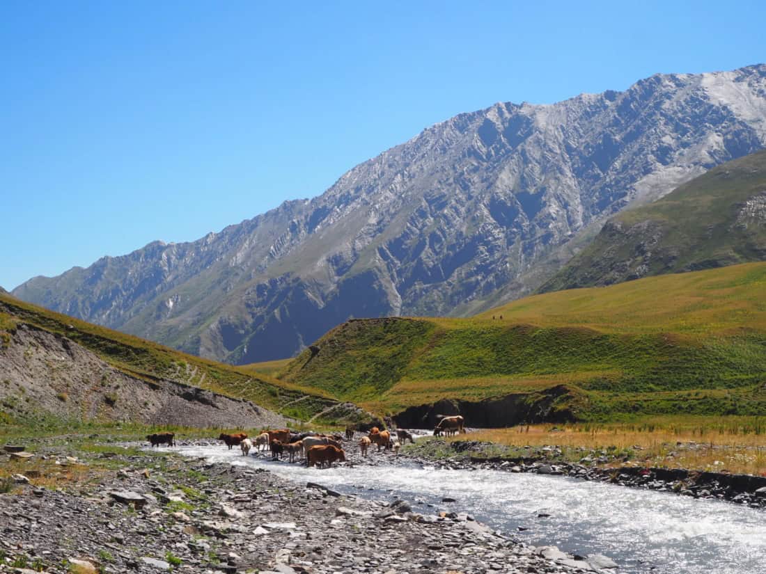 Troupeaux de Géorgie