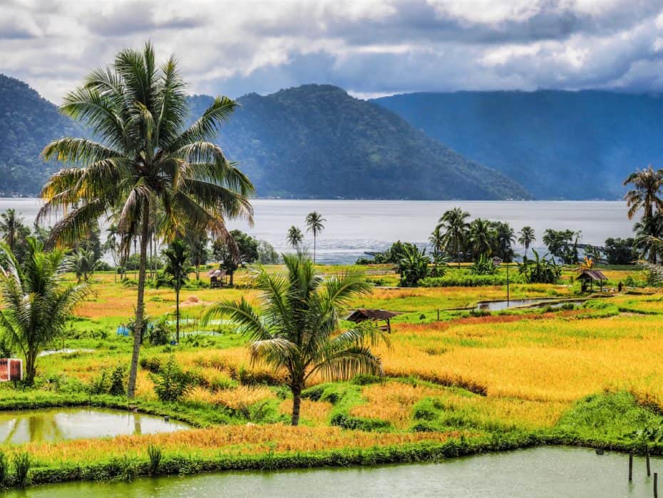 Lac Maninjau rizières