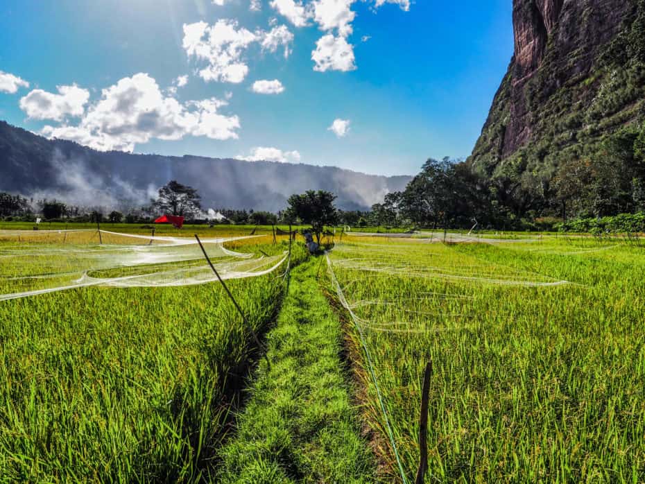 cultiver riz vallée d'Harau
