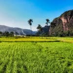 sumatra ou voir des rizières