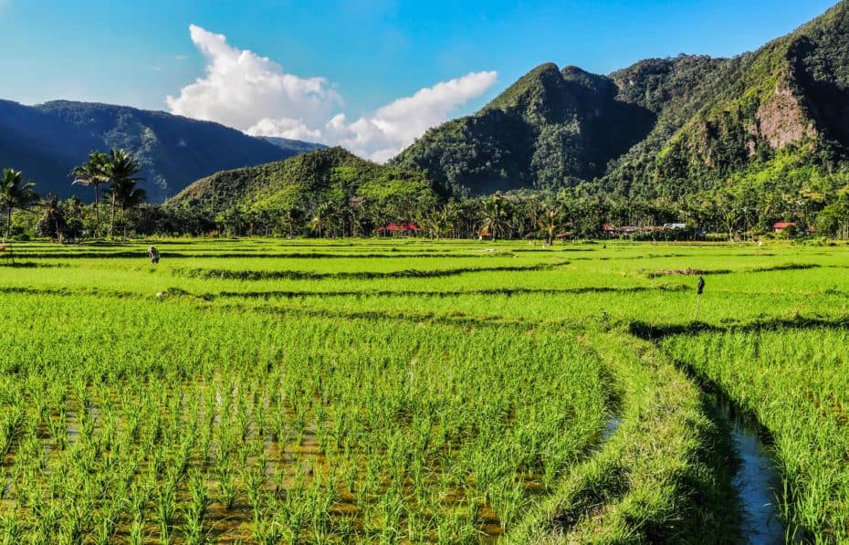 sumatra rizières Harau