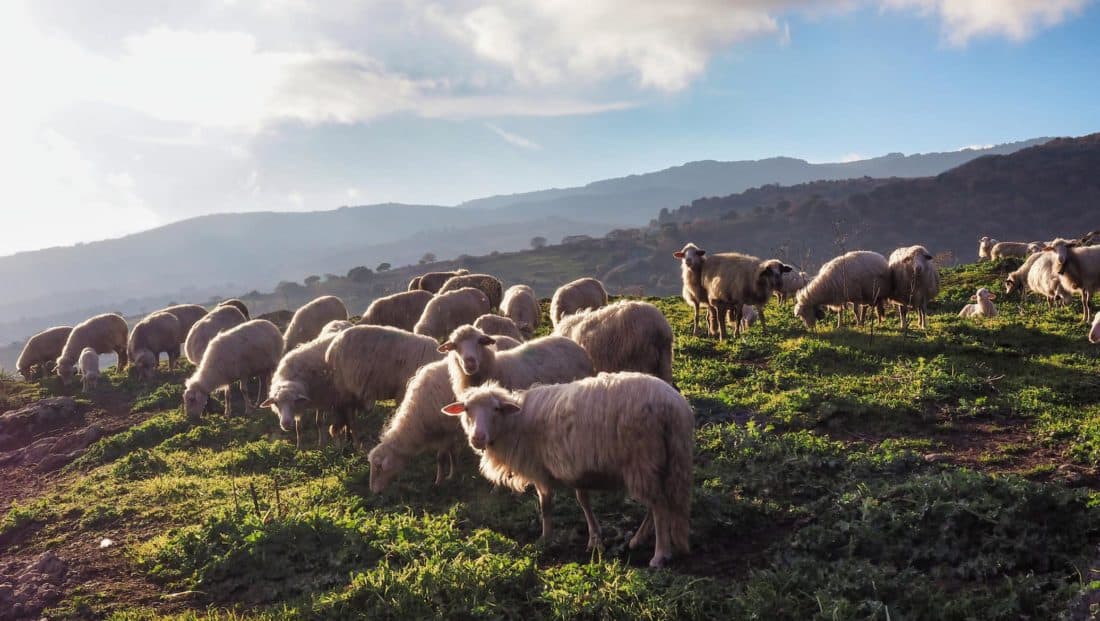 Moutons Sardaigne