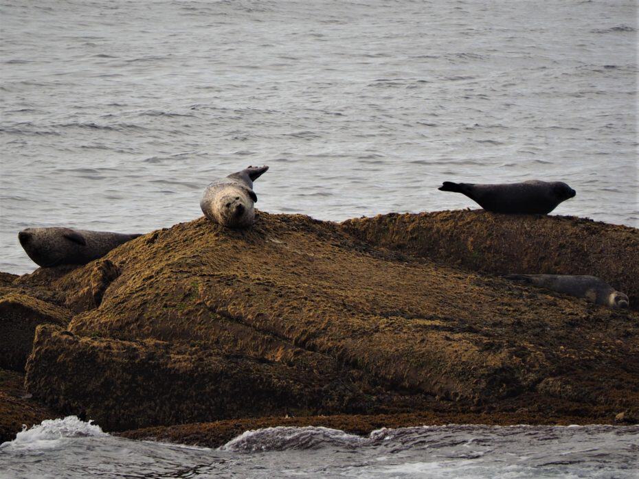 Découverte en bateau de la faune marine