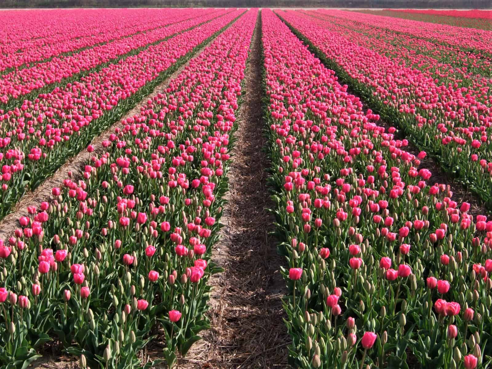 Champ de tulipes Hollande