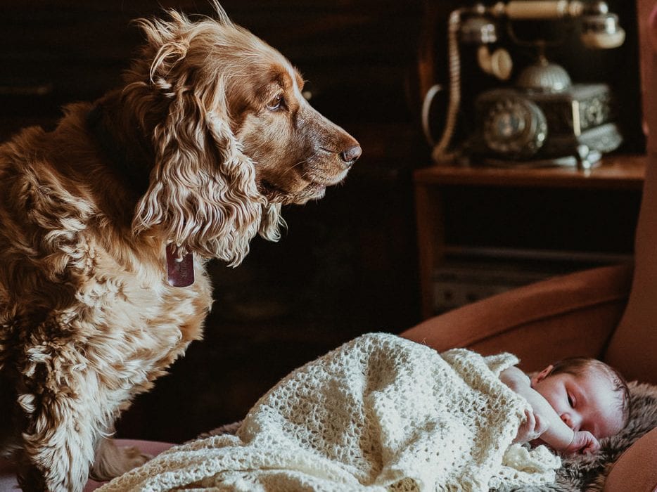 dog guarding baby - pet and baby photography in melbourne in your own home