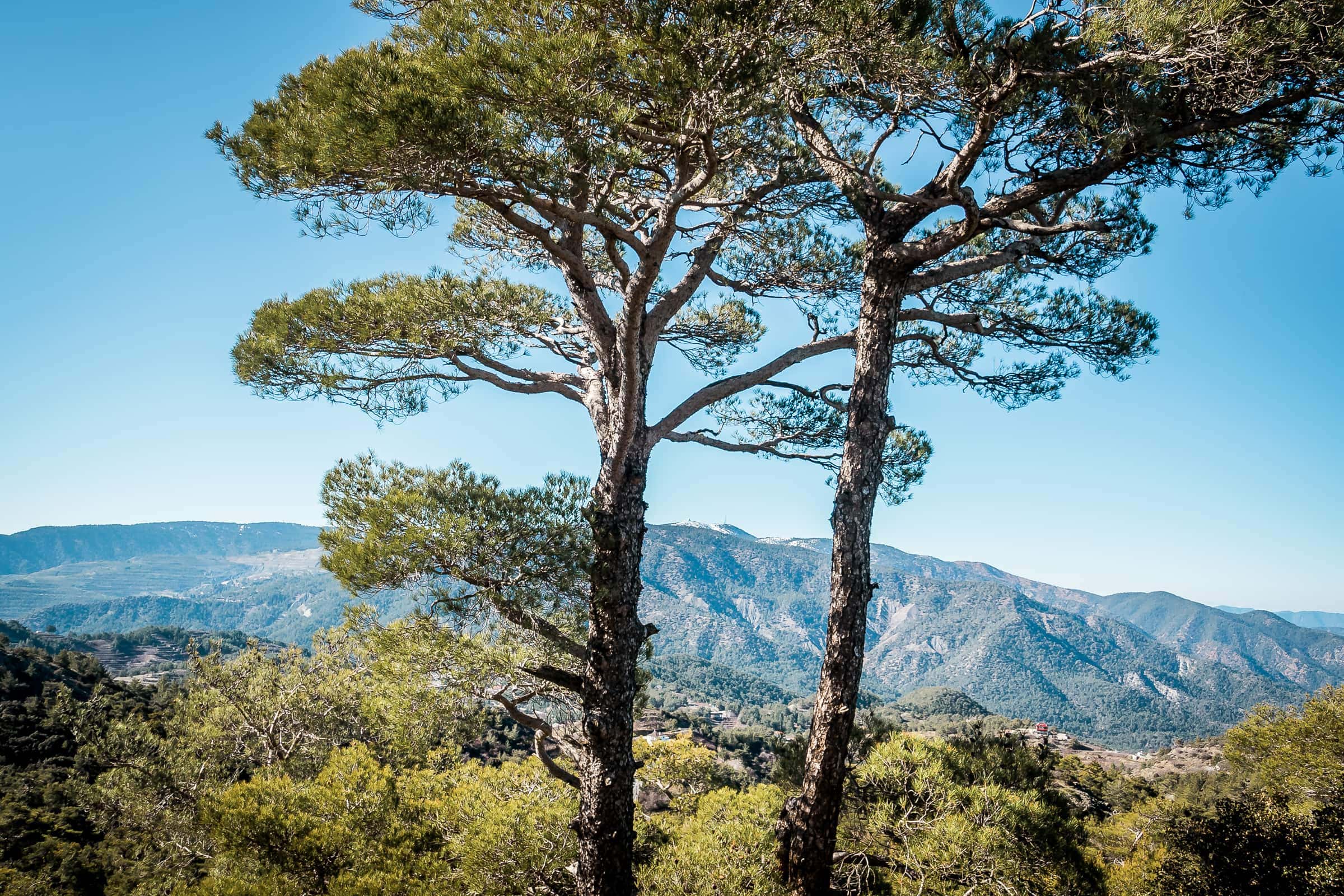 Troodos-Gebirge mit Blick auf Olympus