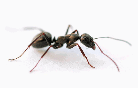 ant on white floor