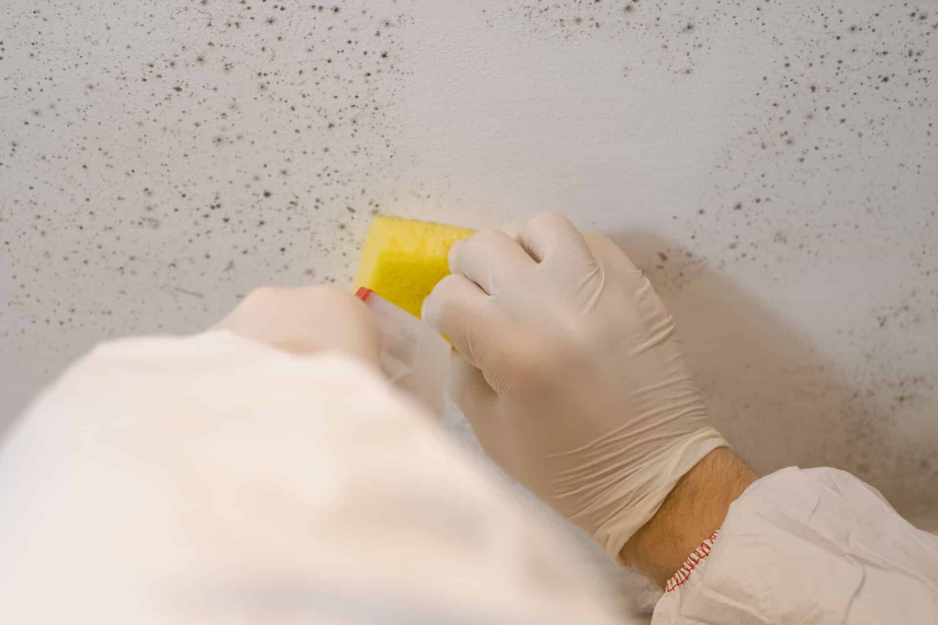 A cleaning service worker removes mold from a wall using a sprayer with mold remediation chemicals, mildew removers and a scraper.