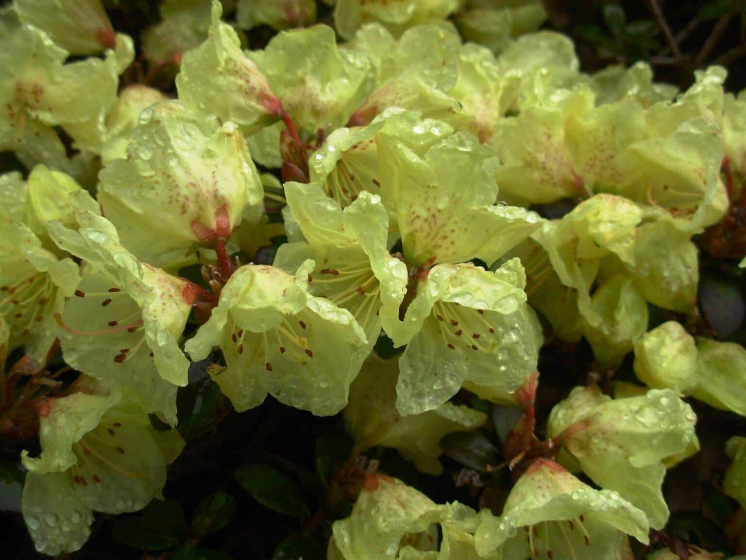 Rhododendron Choices for Small Gardens - Alpine Garden Society