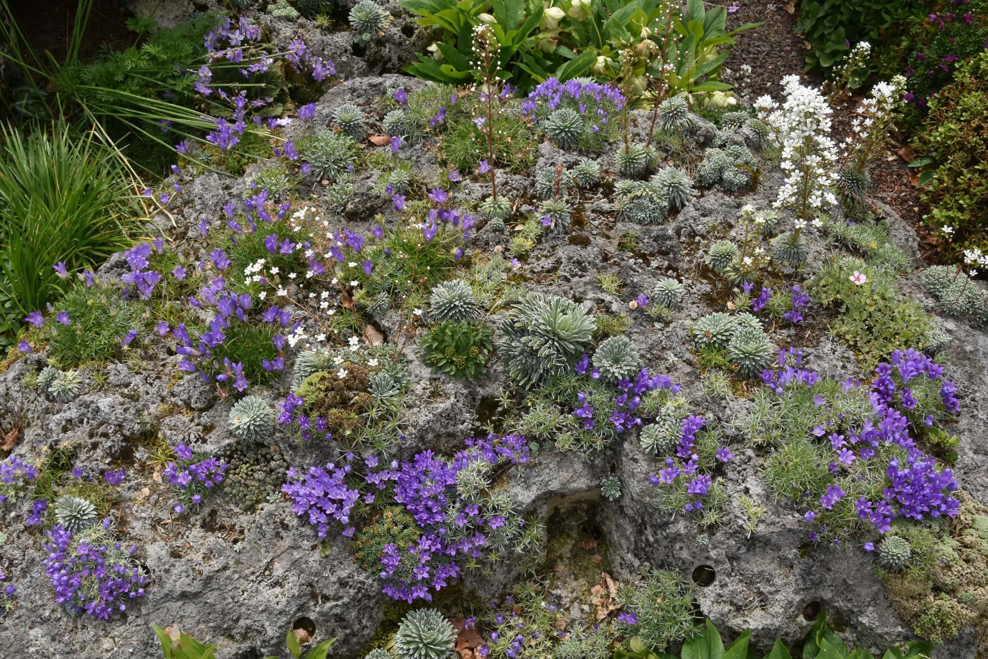 7 Growing Secrets of the Alpine Gardener - Alpine Garden Society
