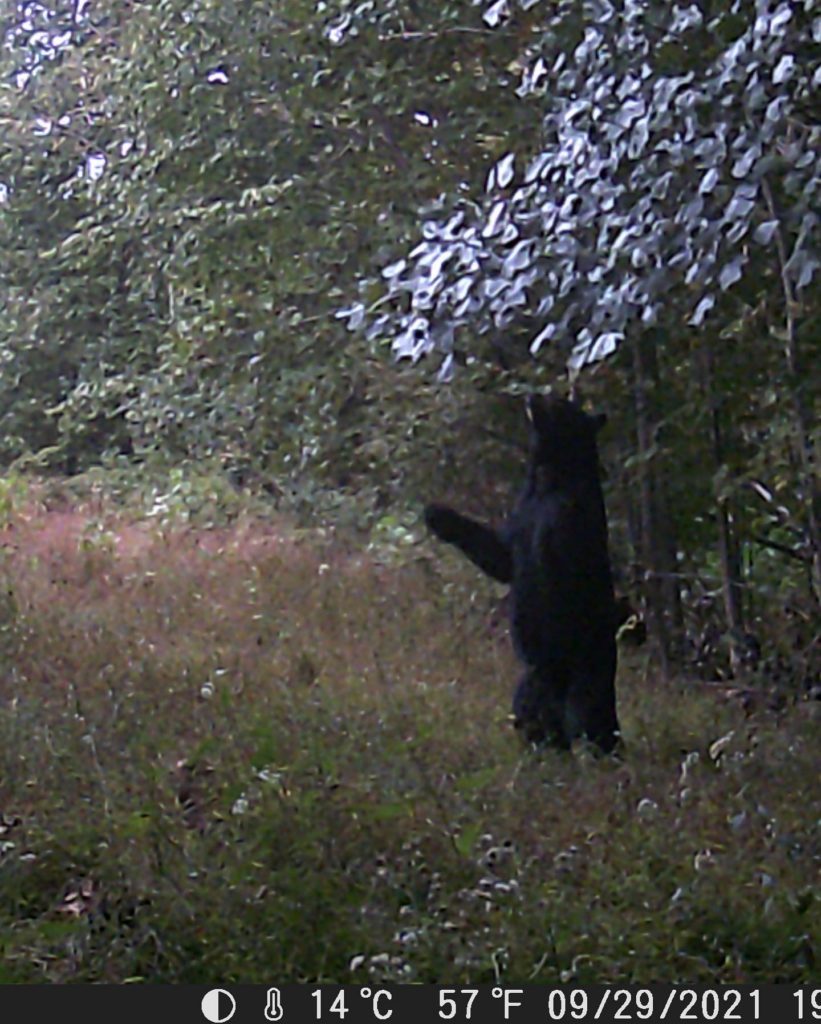 When a beer visits your mock scrape and gets his picture taken on your trail camera.