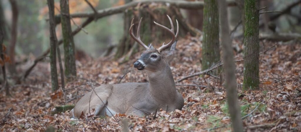 Bedded Buck on south facing slope