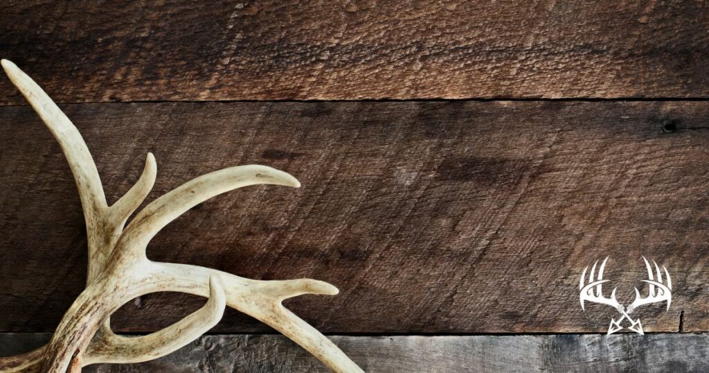 Shed Hunting 101: Shed Hunting for Beginners