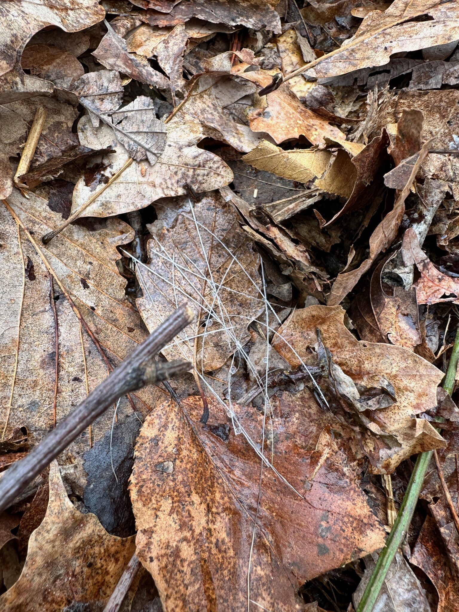 Confirmed deer bed with deer hair found during a field check