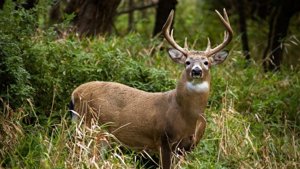 Buck sniffing the air and other deer communication and body language details.