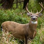Buck sniffing the air and other deer communication and body language details.