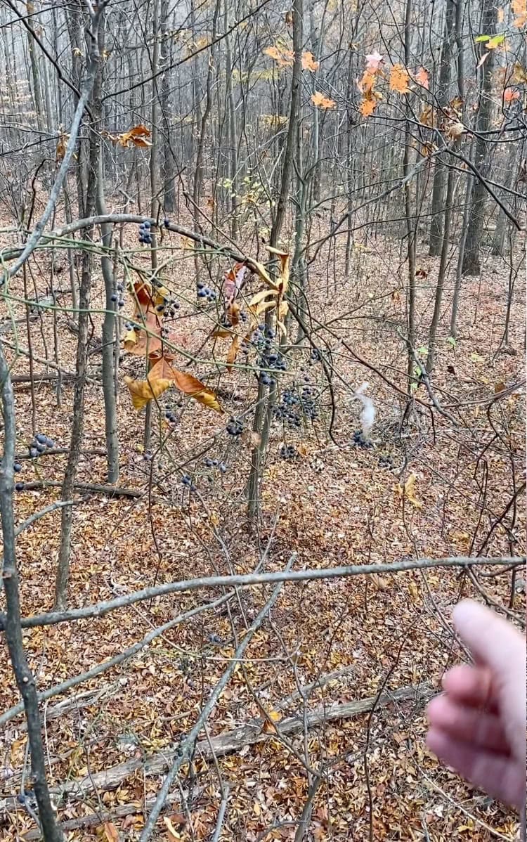 Milkweed floating through the woods to verify wind direction during a bowhunt