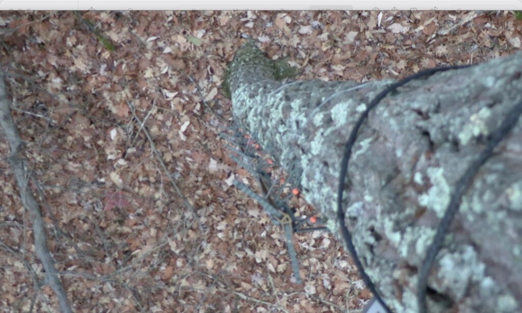 Skeletor Climbing Sticks attached to a tree during a hunt.