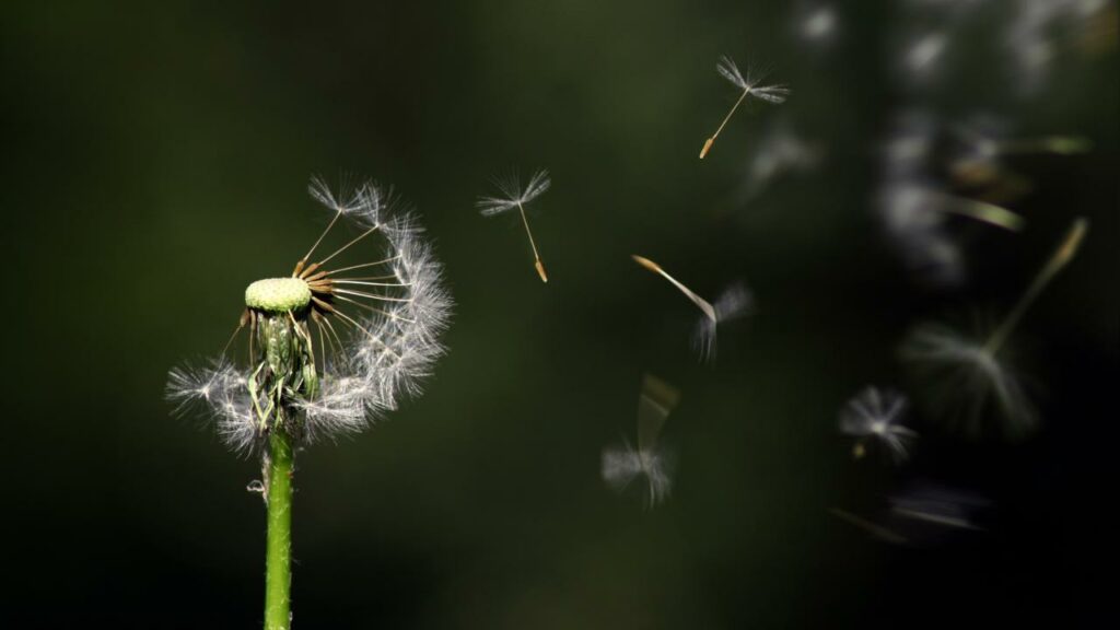 Use different tools to see the wind direction like milkweed, etc.