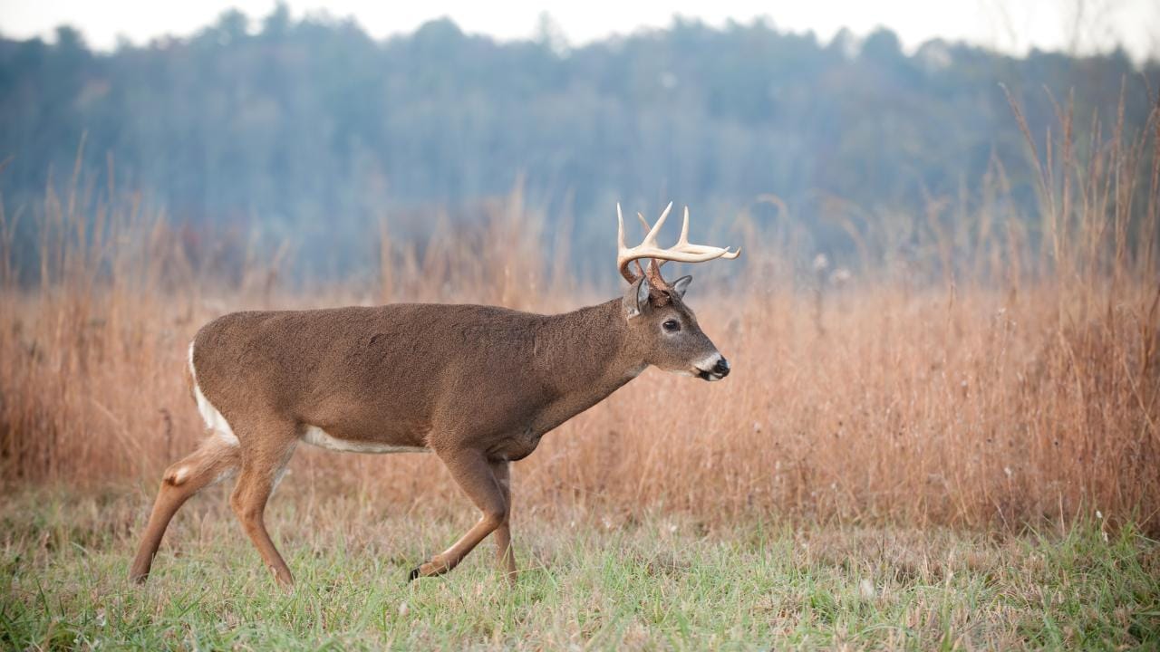 Mature buck cruising for does during the rut.