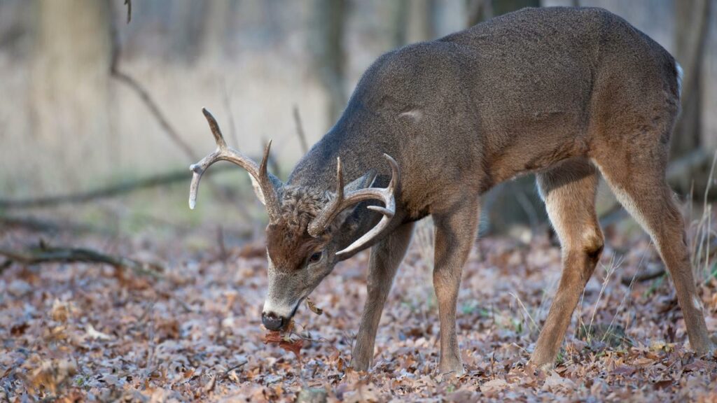 Buck eating acorns while moving along feeding route. Food has a big influence on buck movement patterns.