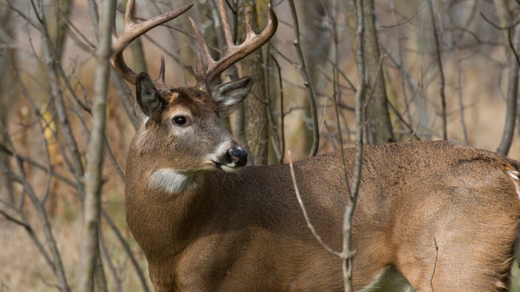 Buck alert and looking for predators