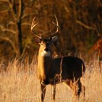 Deer movement times just before sunset or just after sunrise.
