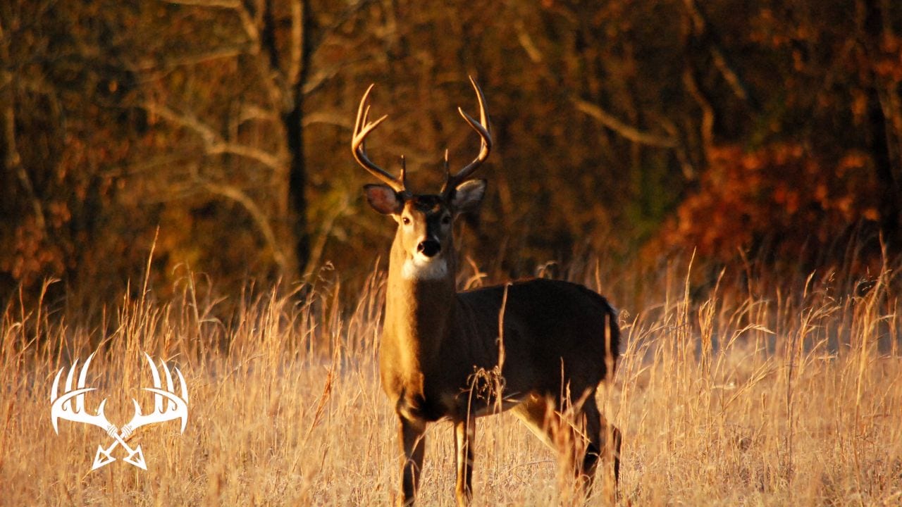 Mature buck moving during the final minutes of daylight.