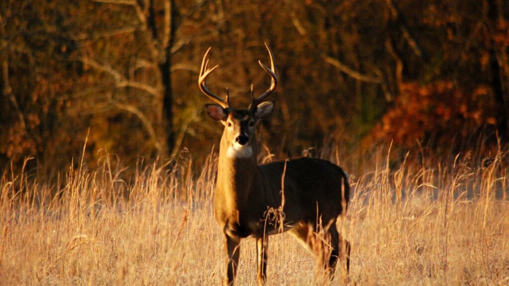 Buck moving just before sunrise, just after daybreak.