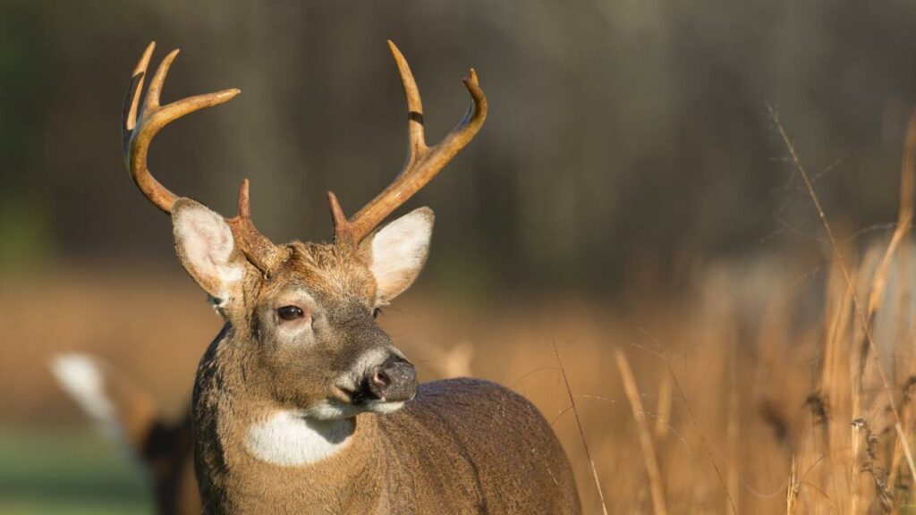 Buck sniffing the air looking into the wind while looking for predators.