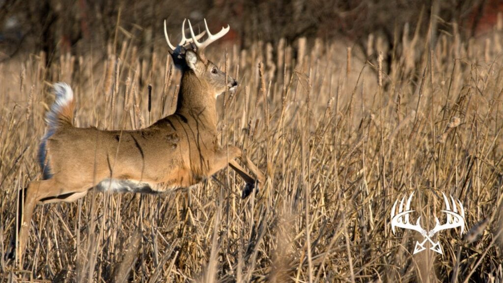 Deer movement patterns during different times of the archery hunting season.