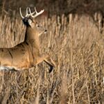 Deer movement patterns during different times of the archery hunting season.