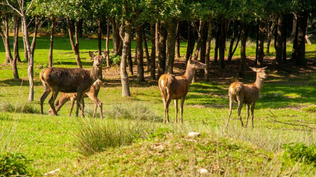 Doe family group feeding and moving. This is an example of one of the different types of deer movement patterns.